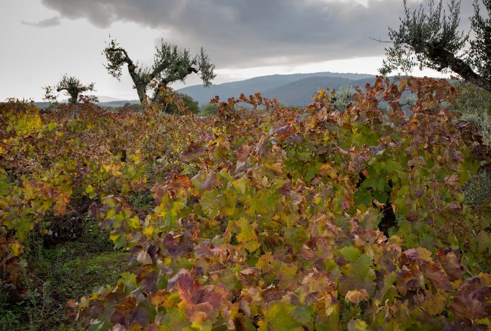 Portalegre dá a provar mais de 100 vinhos “de altitude”. Será a 6 e 7 de dezembro