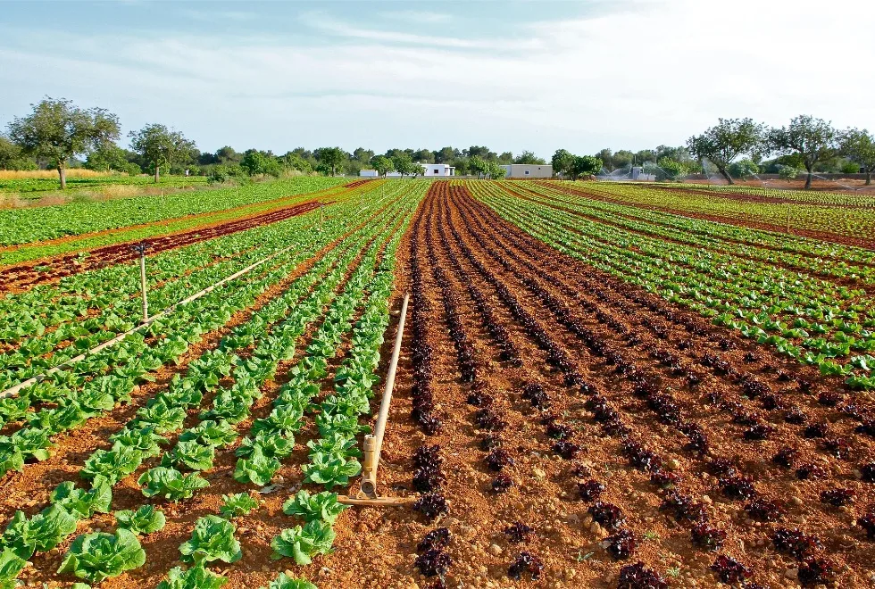 Abertas candidaturas a apoios de 42 milhões no sector agrícola