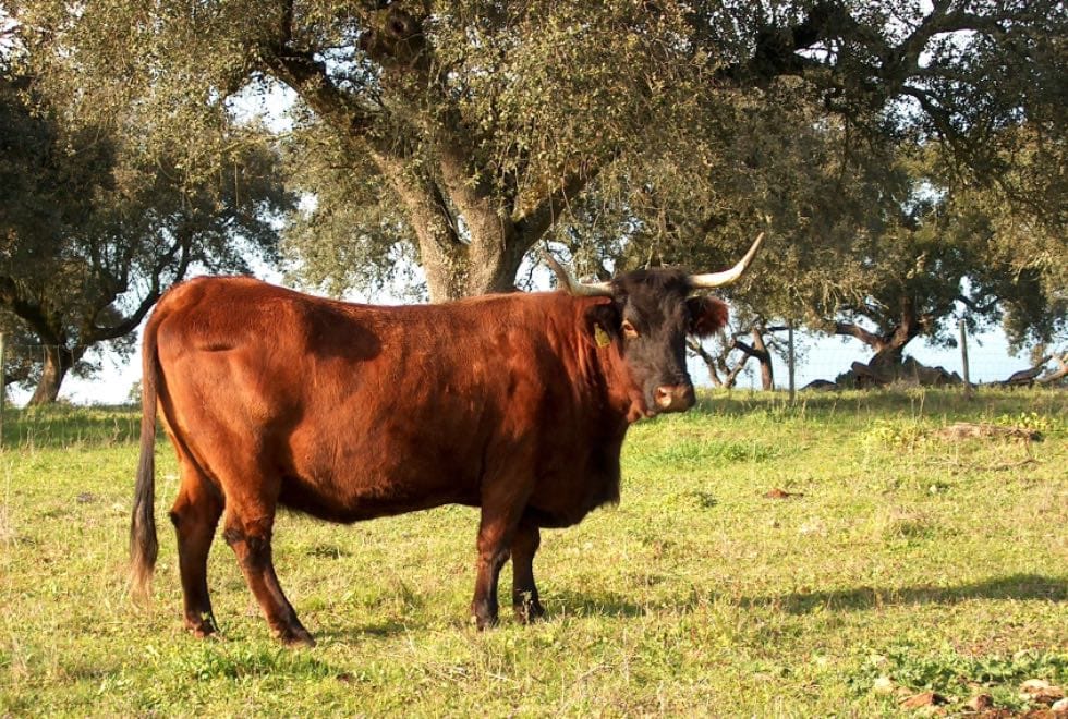 Raças, raízes e ritmos: Garvão volta este fim de semana a ser montra do mundo rural