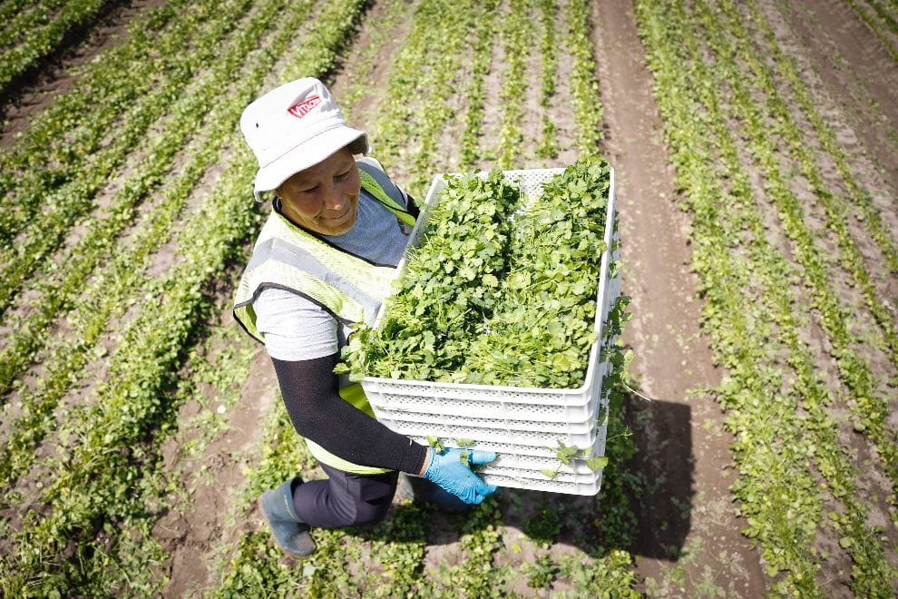 Odemira: Vitacress lança plano para antecipar metas climáticas europeias