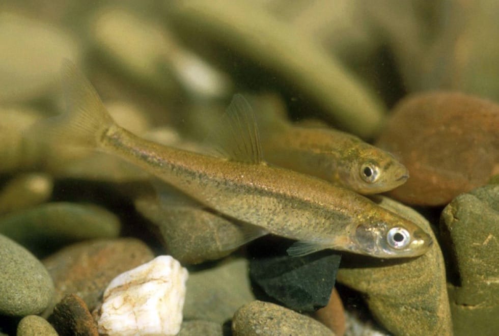 ADN deteta populações de saramugo dadas como extintas no Guadiana