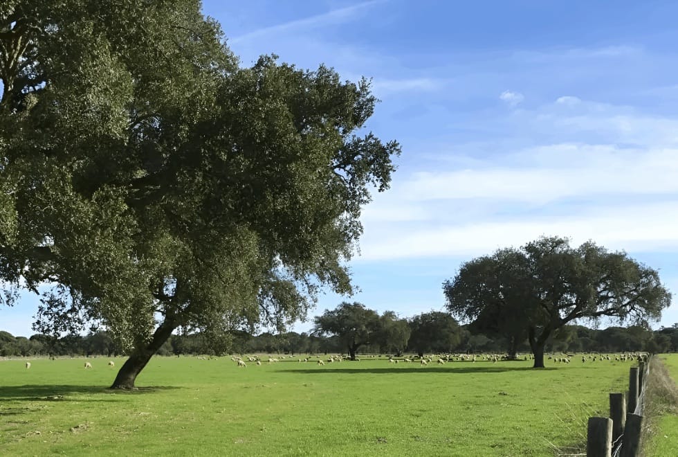 APA chumba mina da Lagoa Salgada, mas autarcas mantêm vigilância