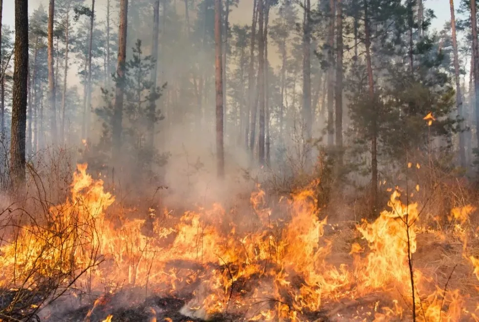 Tribunal decreta prisão preventiva para suspeito de atear fogos em Castro Verde