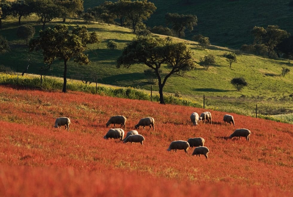 FAO classifica Montado de Serpa como património agrícola global