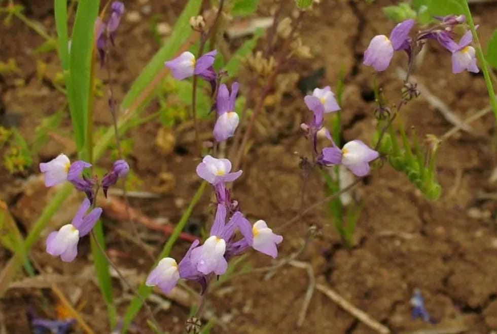 Associação alerta para “delapidação contínua” da flora no regadio de Alqueva
